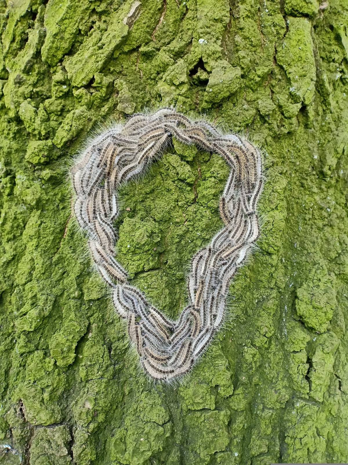 Read more about the article Czy korowódka dębówka tworzy korowody?