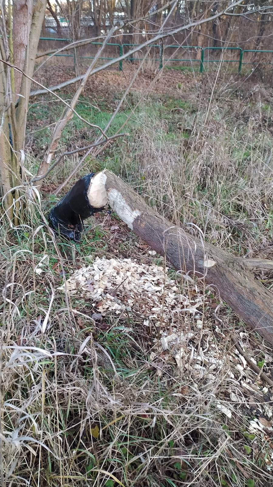 Read more about the article Czy przyroda sobie bez nas poradzi? Nowy Rok